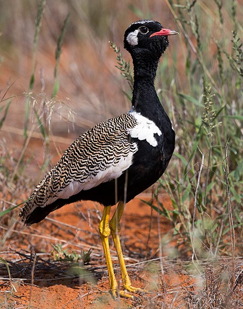 Northern Black Korhaan male